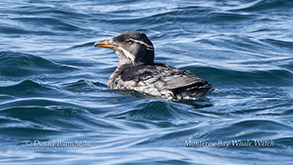 Rhinoceros Auklet photo by Daniel Bianchetta