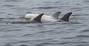 Risso's Dolphin Casper with podmates photo by Daniel Bianchetta
