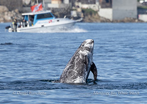 Risso's Dolphin photo by daniel bianchetta