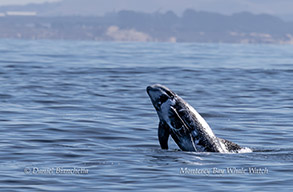 Risso's Dolphin photo by Daniel Bianchetta