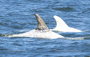 Risso's Dolphins Casper and friend photo by Daniel Bianchetta
