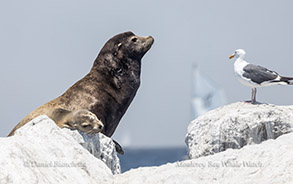 Sea Lion and Seagull photo by Daniel Bianchetta