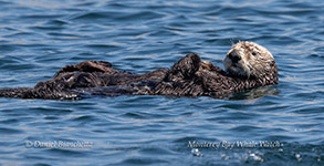 Sea Otter photo by Daniel Bianchetta