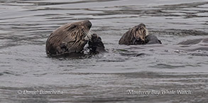 Southern Sea Otter mom and pup photo by Daniel Bianchetta