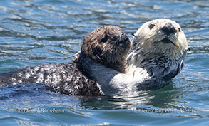 Sea Otter mother and pup photo by daniel bianchetta