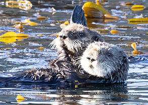 Southern Sea Otters photo by daniel bianchetta