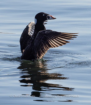 Surf Scoter photo by daniel bianchetta