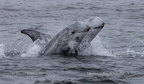 Two Risso's Dolphins photo by daniel bianchetta