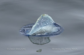 Velella Velella (By-the-Wind Sailor) photo by daniel bianchetta