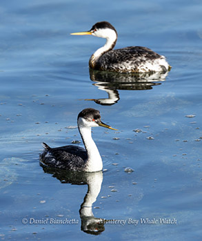 Western Grebes photo by daniel bianchetta