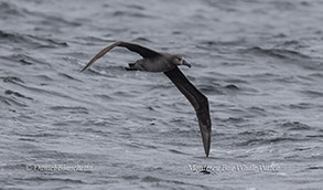 Black-footed Albatross photo by Daniel Bianchetta