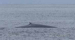 Blue Whale photo by Daniel Bianchetta