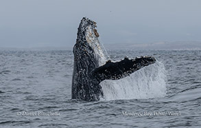 Breaching Humpback Whale photo by Daniel Bianchetta