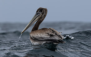 Brown Pelican photo by Daniel Bianchetta
