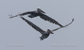 Brown Pelicans photo by Daniel Bianchetta