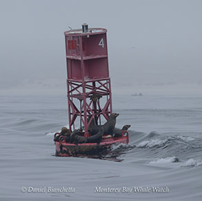 California Sea Lions on buoy photo by Daniel Bianchetta