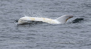 Casper the white Risso's Dolphin photo by Daniel Bianchetta