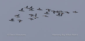 Common Murres photo by Daniel Bianchetta