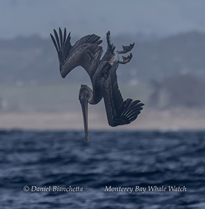 Diving Brown Pelican photo by Daniel Bianchetta