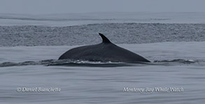 Fin Whale photo by Daniel Bianchetta