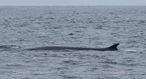 Fin Whale photo by Daniel Bianchetta