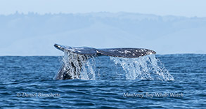 Gray Whale flukes photo by Daniel Bianchetta