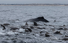 Humpback Whale and Sea Lions photo by Daniel Bianchetta