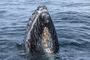 Humpback Whale Fallon spyhopping by the boat photo by Daniel Bianchetta