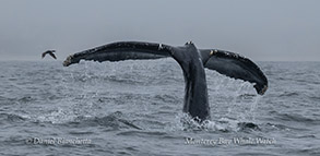 Humpback Whale Flopsy photo by Daniel Bianchetta