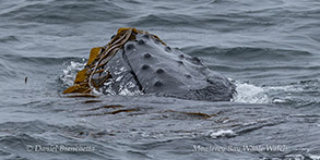Humpback Whale kelping (playing with kelp) photo by Daniel Bianchetta