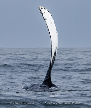 Humpbaack Whale pec slap photo by Daniel Bianchetta