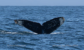 Humpback Whale Snowy Owl photo by Daniel Bianchetta