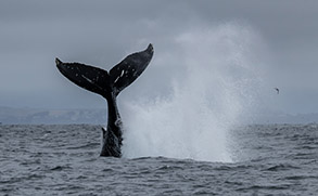 Humpback Whale tail slap photo by Daniel Bianchetta