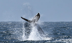 Humpback Whale tail throw photo by Daniel Bianchetta