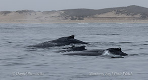 Humpback Whales photo by Daniel Bianchetta