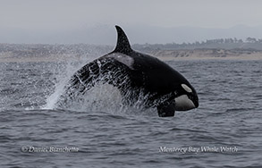 Killer Whale (Orca) CA39A hunting photo by Daniel Bianchetta