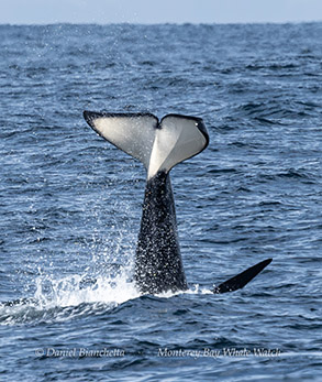 Killer Whale flukes (Orca) photo by Daniel Bianchetta