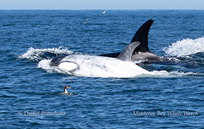 Killer Whales Frosty and friend (Orcas) photo by Daniel Bianchetta