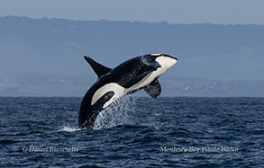 Killer Whale (Orca) photo by Daniel Bianchetta