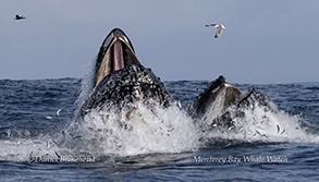 Humpback Whales lunge-feeding photo by Daniel Bianchetta