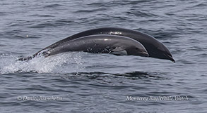 Mother and calf Northern Right Whale Dolphins photo by Daniel Bianchetta