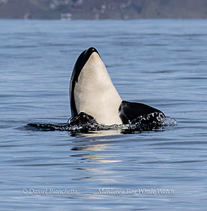 Orca (Killer Whale) Spyhopping photo by Daniel Bianchetta