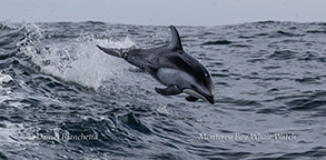 Pacific Whte-sided Dolphin photo by Daniel Bianchetta