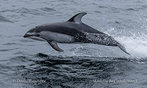 Pacific White-sided Dolphin photo by Daniel Bianchetta