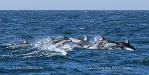 Pacific White-sided Dolphins photo by Daniel Bianchetta