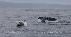 Risso's Dolphin and Gray Whales photo by Daniel Bianchetta