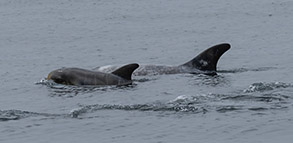Risso's Dolphin with calf (Note fetal folds) photo by Daniel Bianchetta