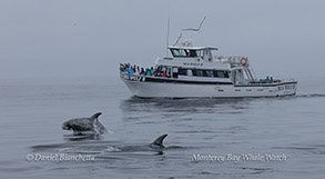 Risso's Dolphins near Sea Wolf I photo by Daniel Bianchetta