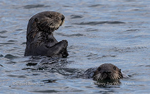 Southern Sea Ottersphoto by Daniel Bianchetta
