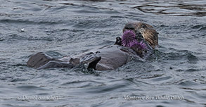 Southern Sea Otter with Purple Sea Urchins photo by Daniel Bianchetta